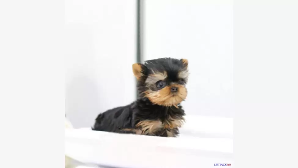 Two teacup yorkie puppies needs a new family
